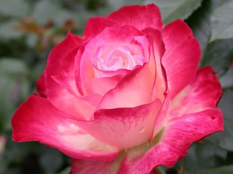 Pink and White Rose — Calm, Photograph, Petals, Leaves