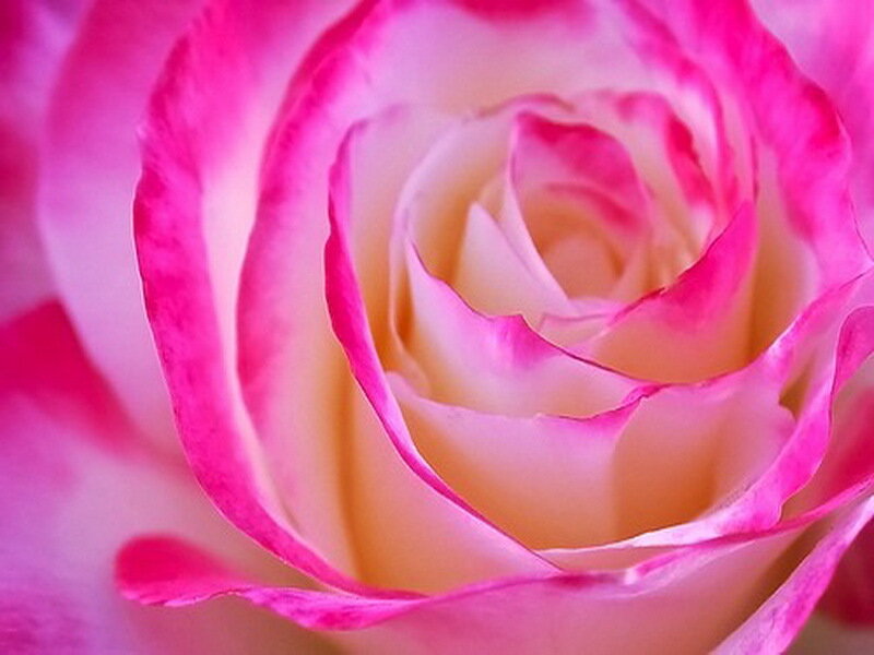 Pink and White Rose — Calm, Photograph, Petals