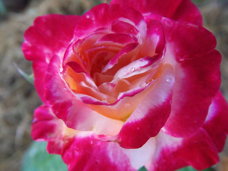 Pink and White Rose — Calm, Photograph, Petals, Water Droplets