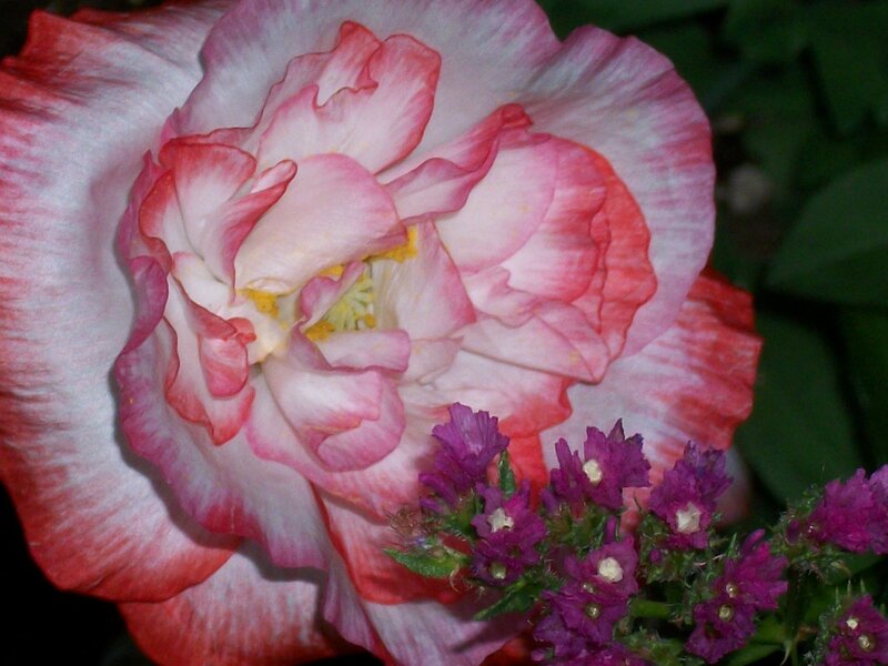 Pink and White Rose — Calm, Photograph, Purple Flowers