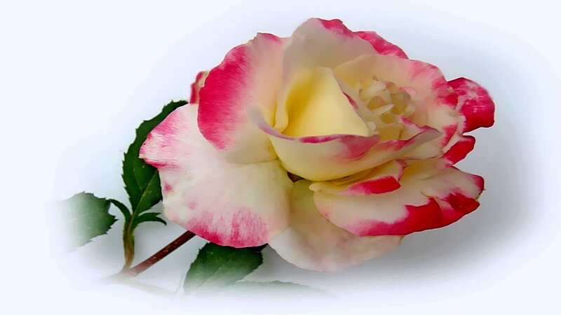Pink and White Rose — Calm, Photograph, Stem