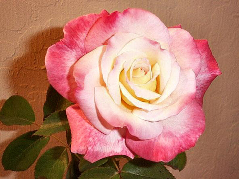 Pink and White Rose — Calm, Photograph
