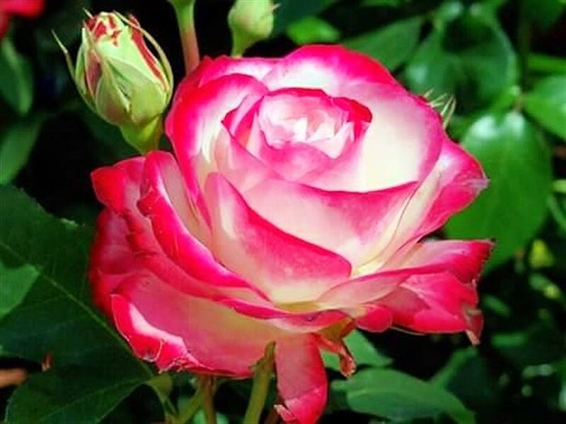 Pink and White Rose — Calm, Spring, Photograph, Bud