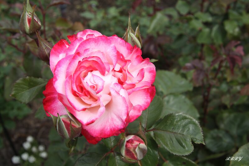Pink and White Rose — Calm, Spring, Photograph, Buds