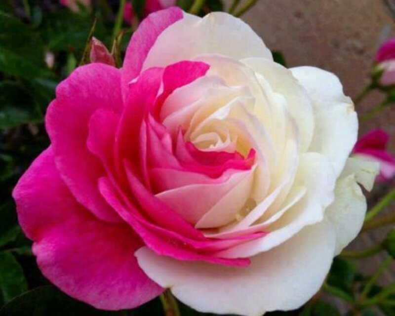 Pink and White Rose — Calm, Spring, Photograph, Green Leaves, Bud