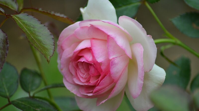 Pink and White Rose — Calm, Spring, Photograph, Leaf