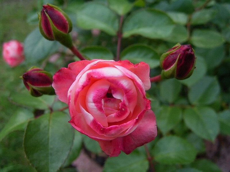 Pink and White Rose — Calm, Spring, Photograph