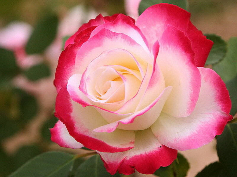 Pink and White Rose — Calm, Spring
