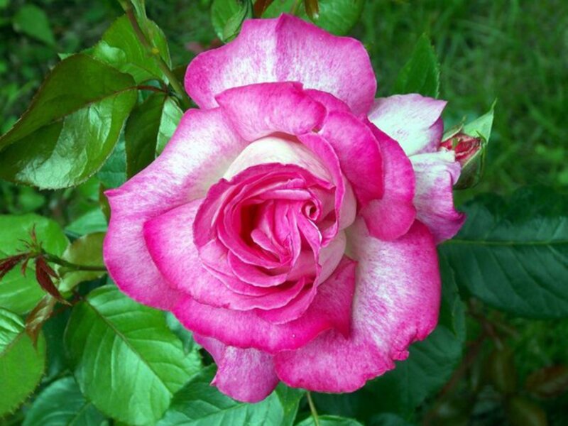 Pink and White Rose — Calm, Summer, Photograph, Green Leaves
