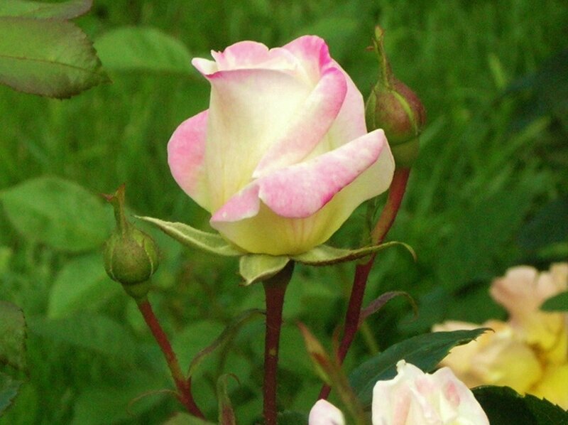 Pink and White Rose — Calm, Summer, Photograph