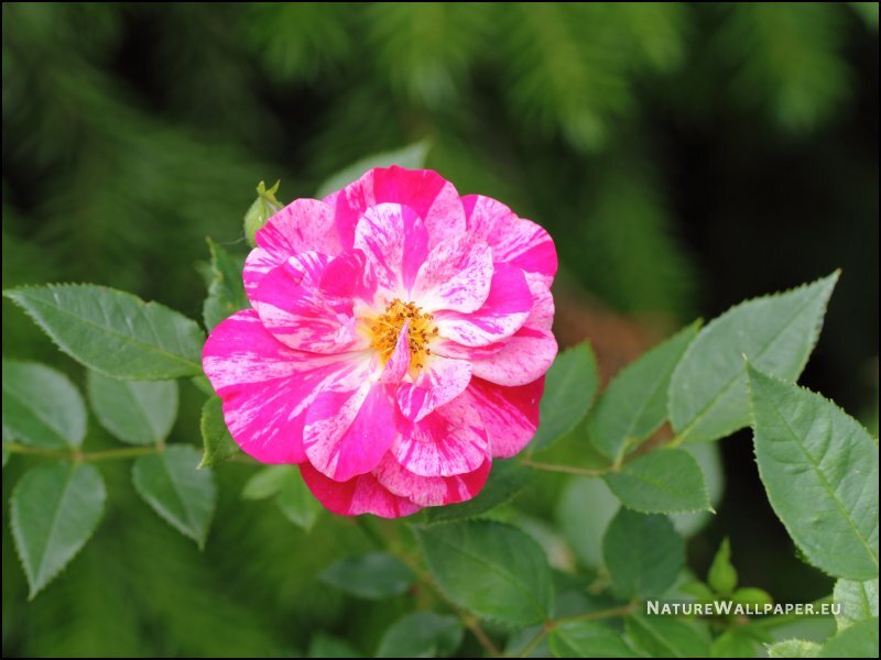 Pink and White Rose — Calm, Summer
