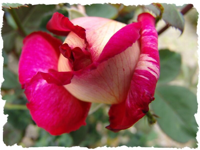 Pink and White Rose — Calm