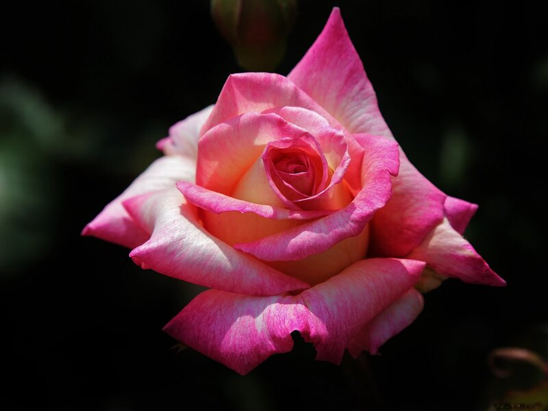 Pink and White Rose — Dramatic, Afternoon, Photograph