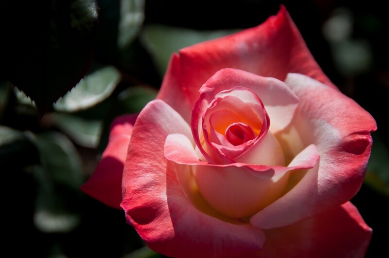Pink and White Rose — Dramatic, Afternoon