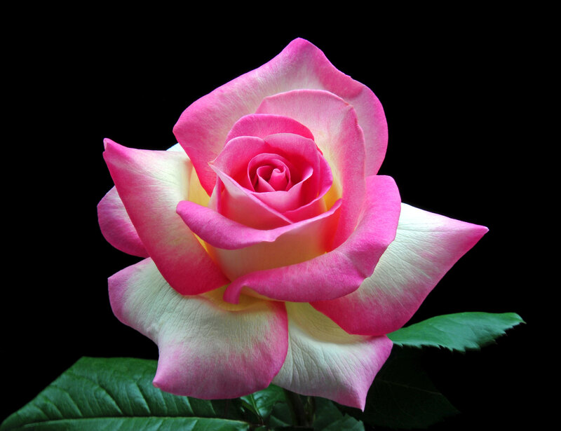 Pink and White Rose — Dramatic, Photograph, Green Leaves