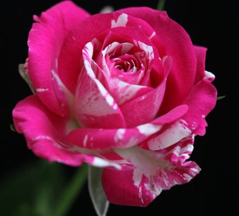 Pink and White Rose — Dramatic, Photograph, Petals, Stem