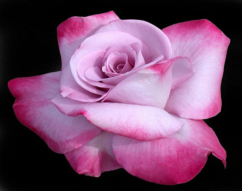Pink and White Rose — Dramatic, Photograph, Petals