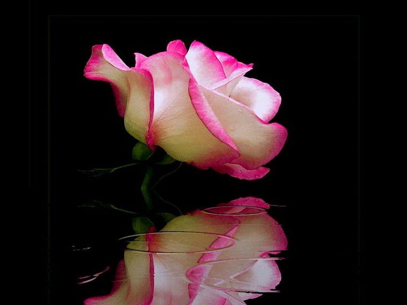 Pink and White Rose — Dramatic, Photograph, Reflection