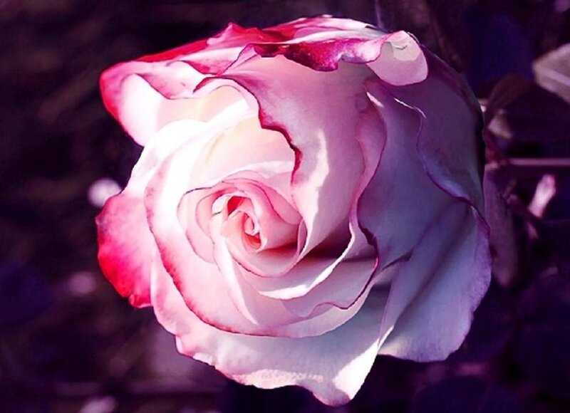 Pink and White Rose — Dramatic, Photograph