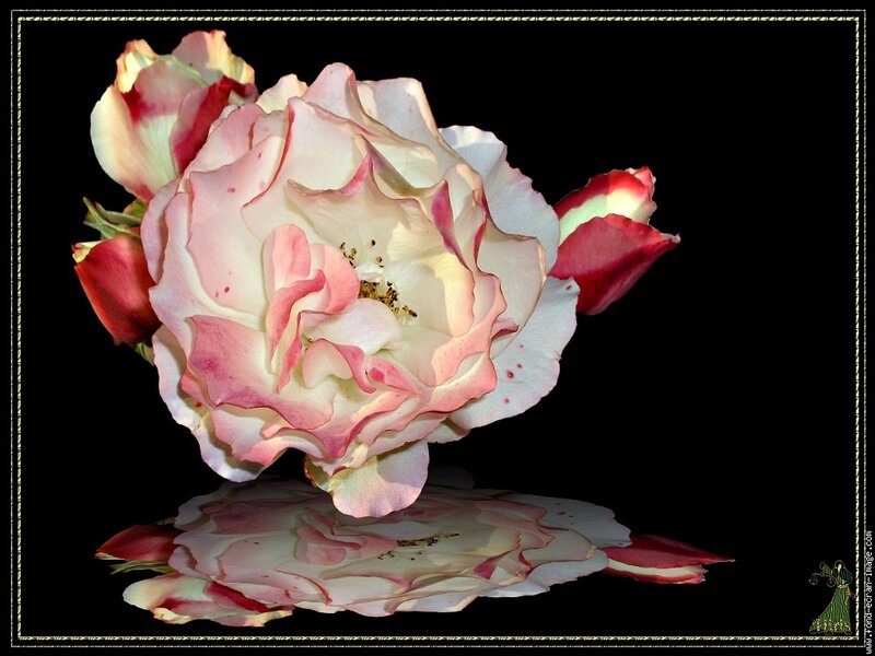 Pink and White Rose — Dramatic