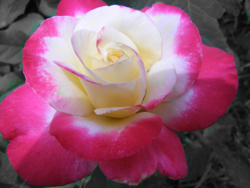 pink and white rose flower