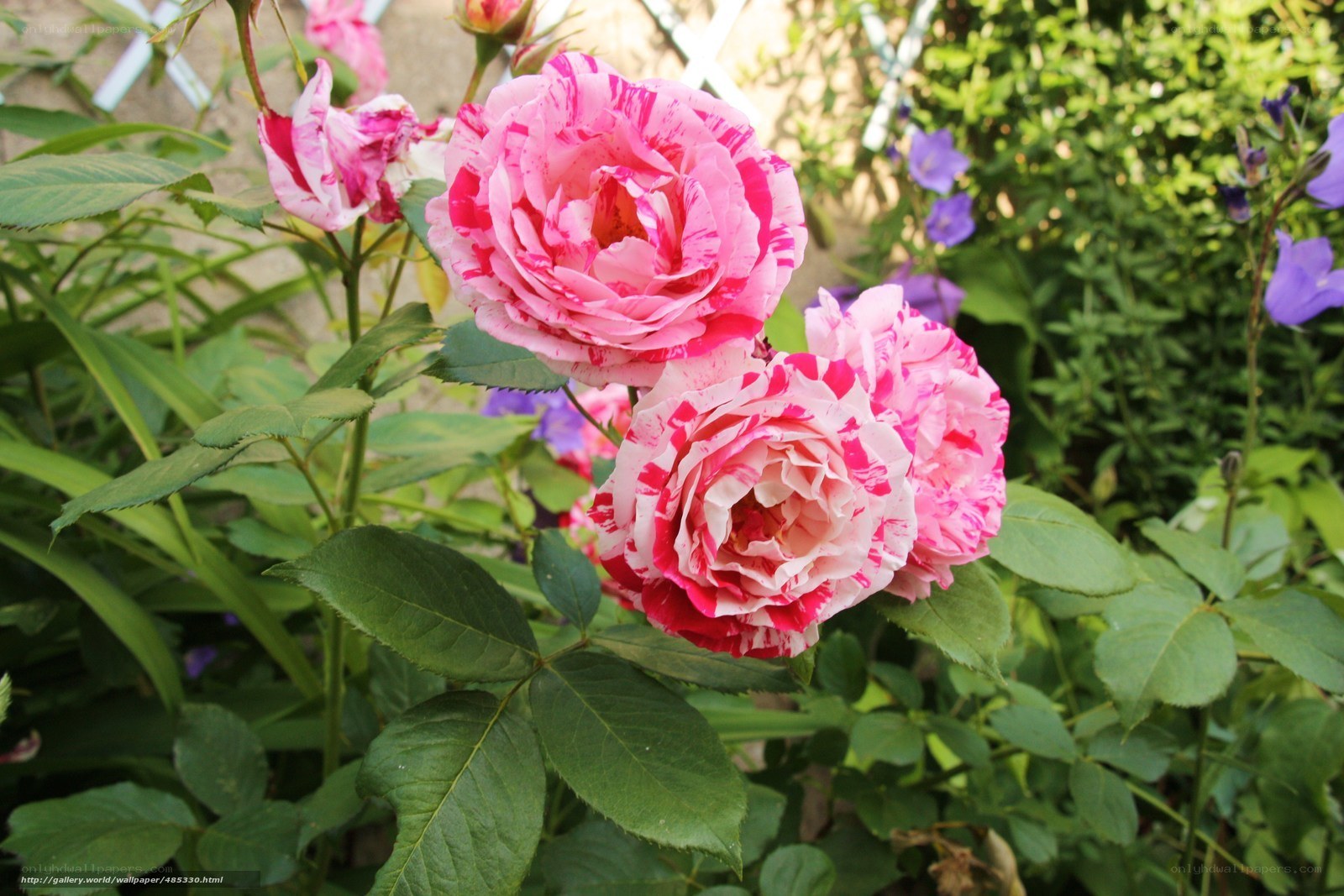 Pink and white rose garden