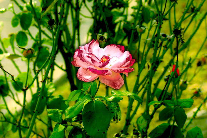 Pink and White Rose — Green