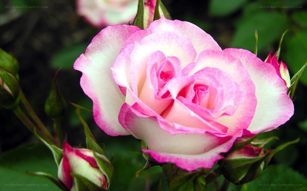 Pink and white rose in bloom