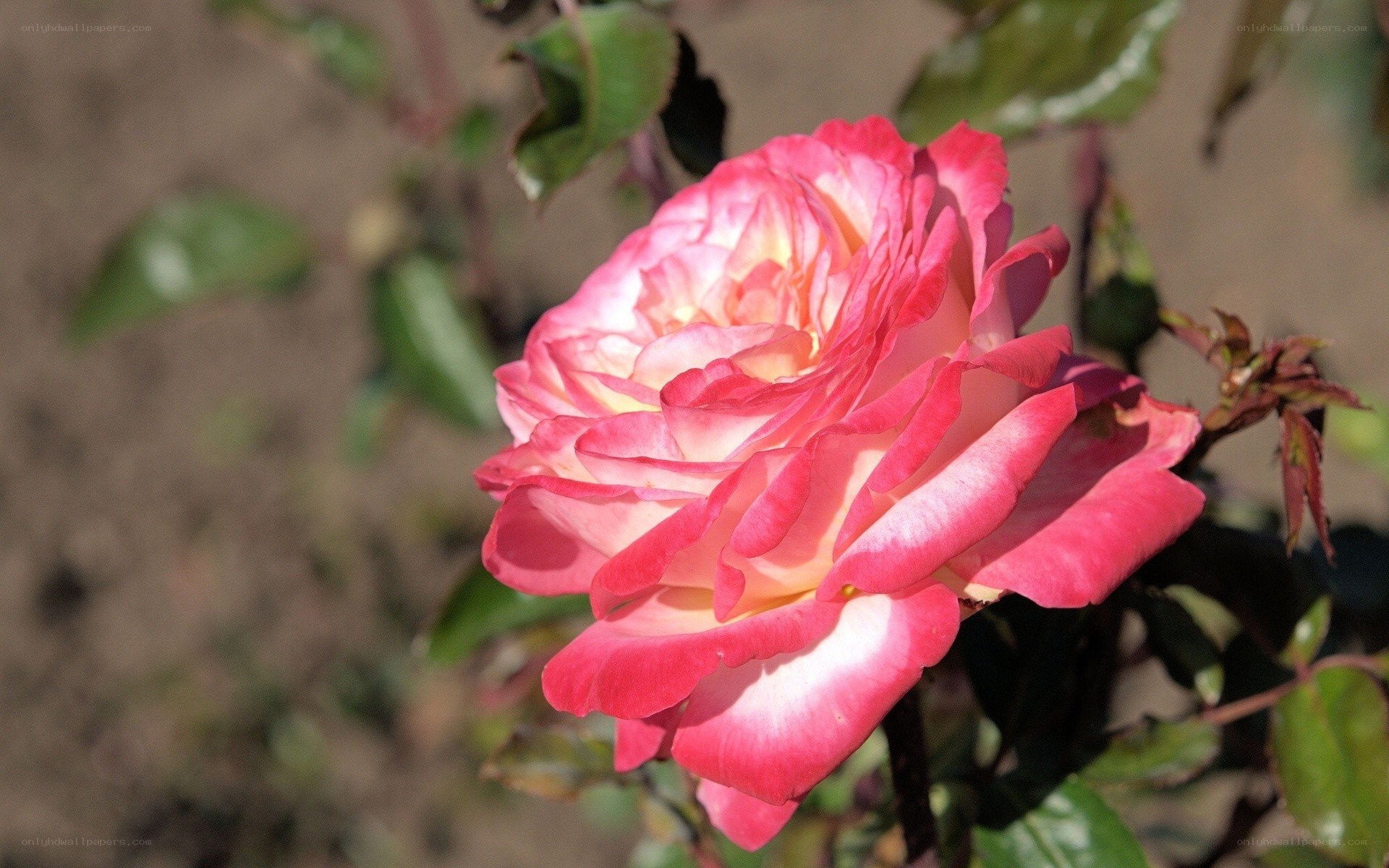 Pink and white rose in bloom