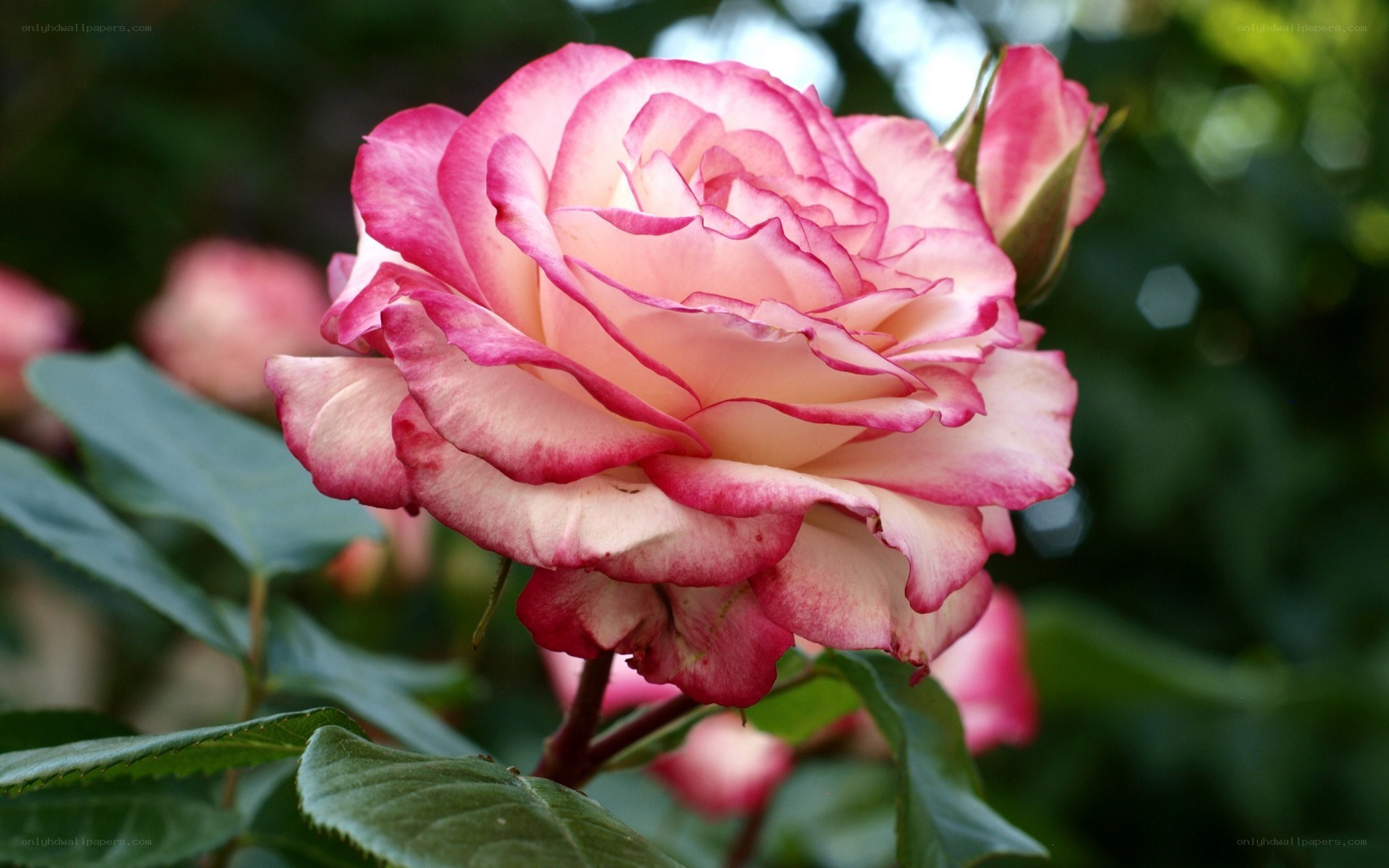 Pink and white rose in bloom
