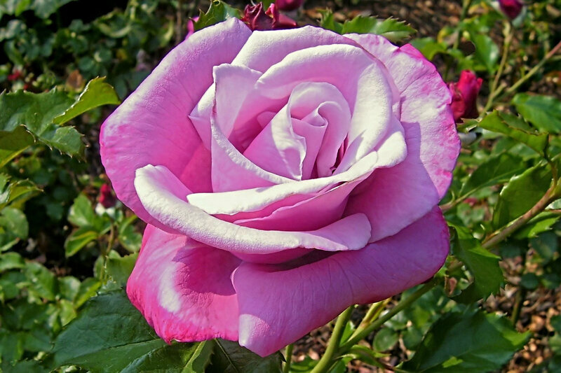 Pink and white rose in bloom
