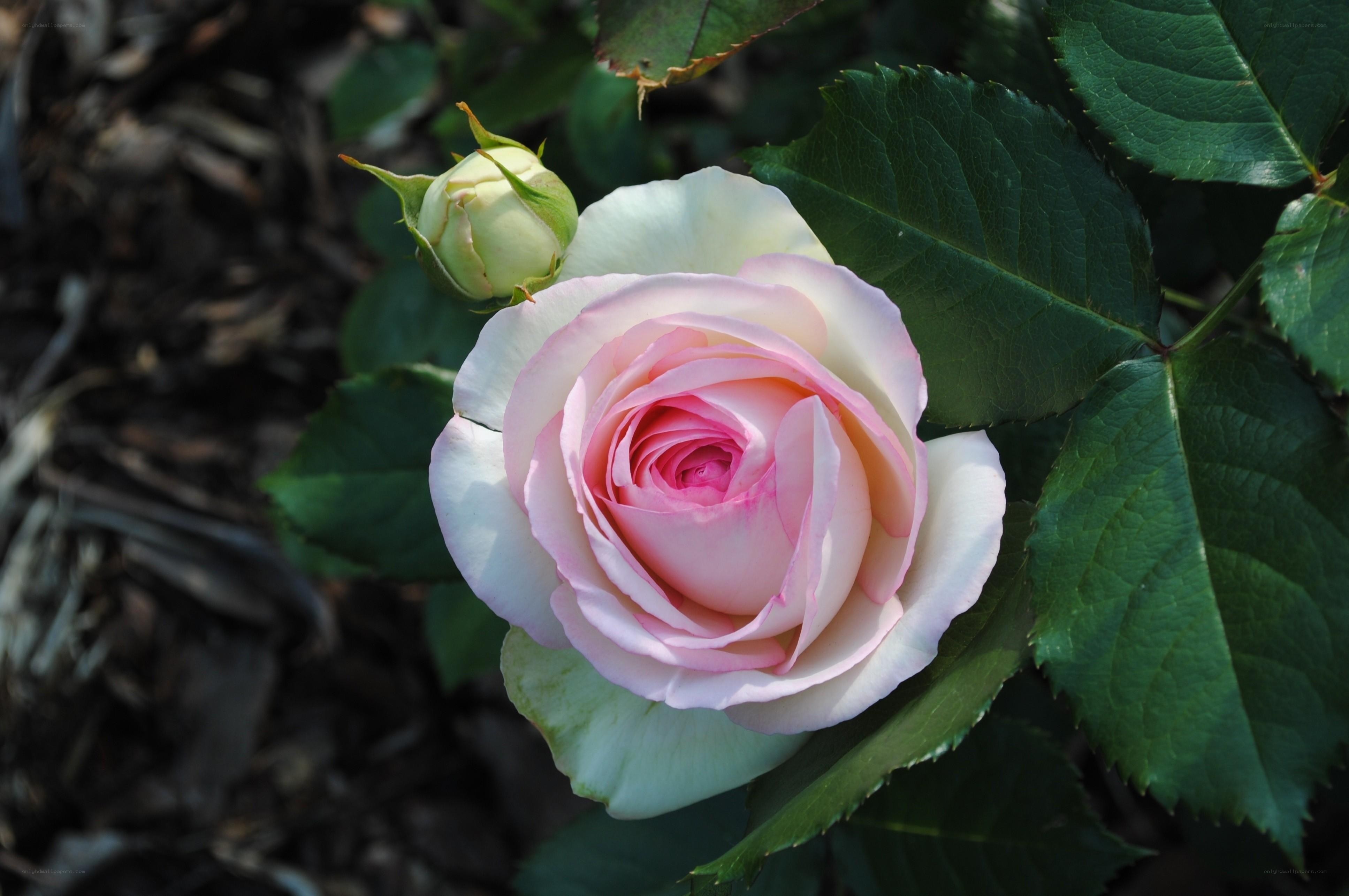 Pink and white rose in bloom
