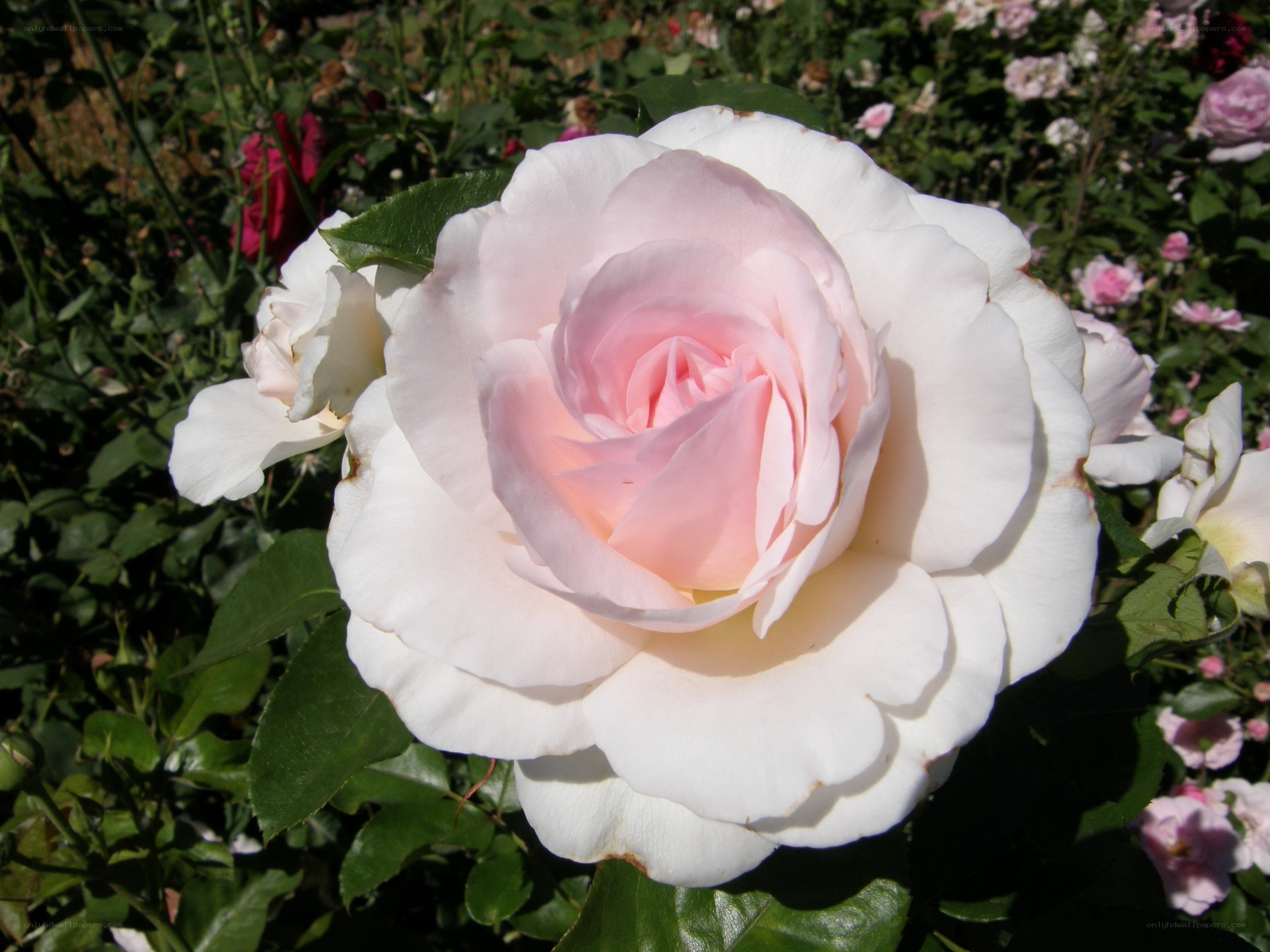 Pink and white rose in garden