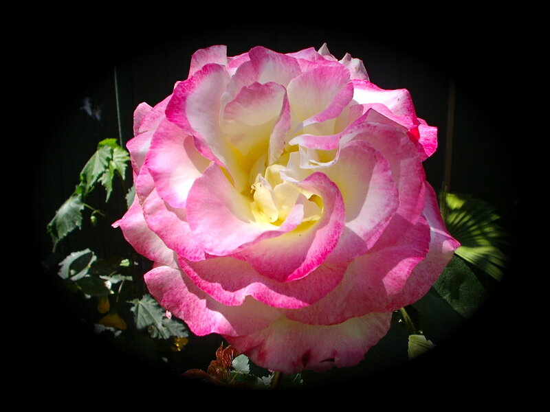 Pink and white rose in sunlight