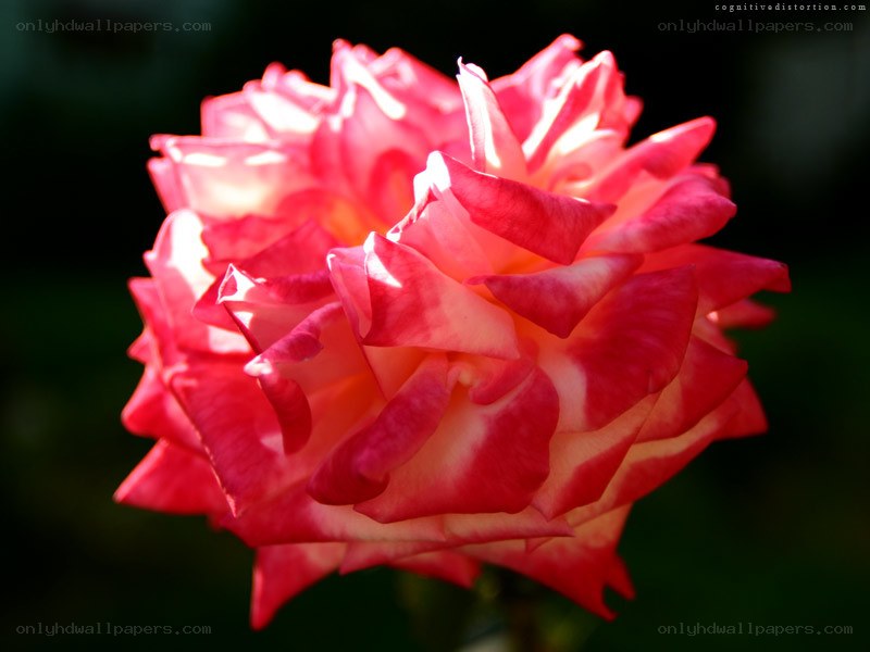 Pink and white rose in sunlight