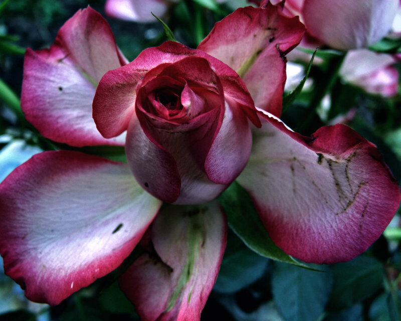 Pink and White Rose — Natural
