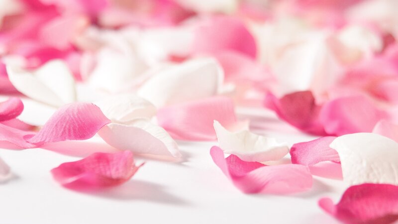 pink and white rose petals