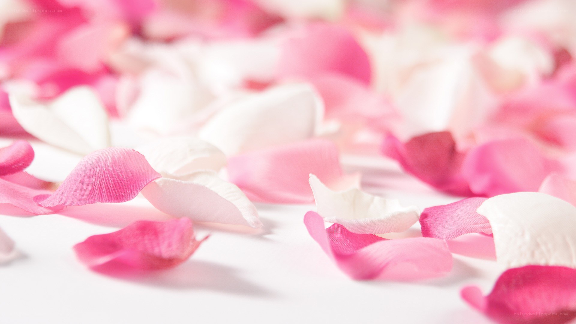 pink and white rose petals