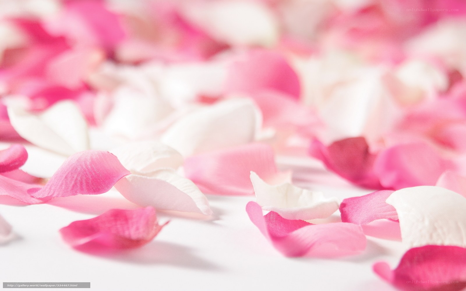 Pink and white rose petals