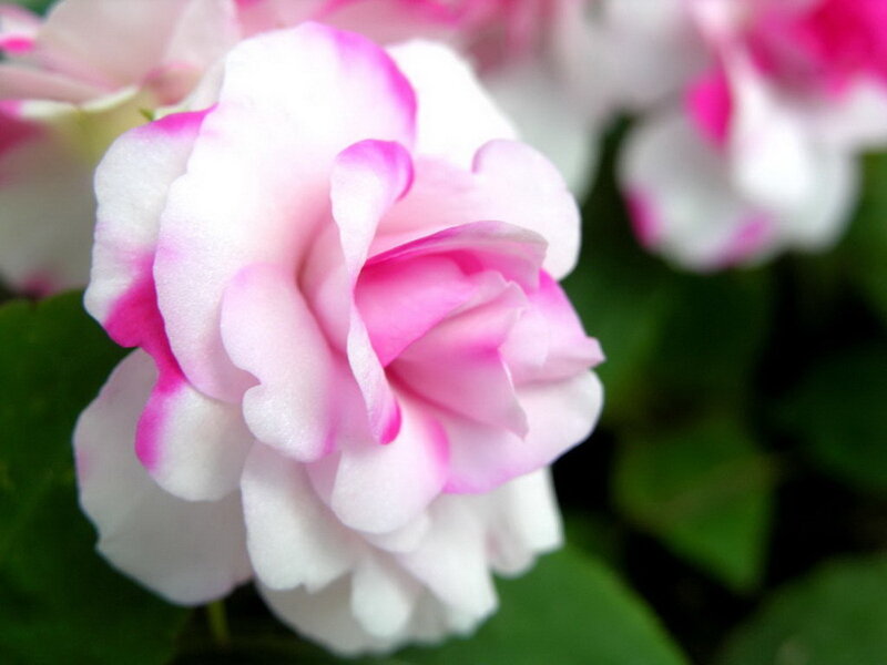 Pink and White Rose — Photograph