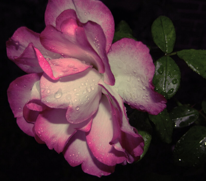 Pink and White Rose — Purple