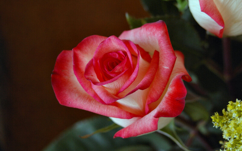 Pink and White Rose — Red, Calm, Photograph, Green Leaves