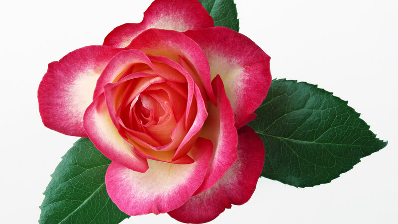 Pink and White Rose — Red, Calm, Photograph