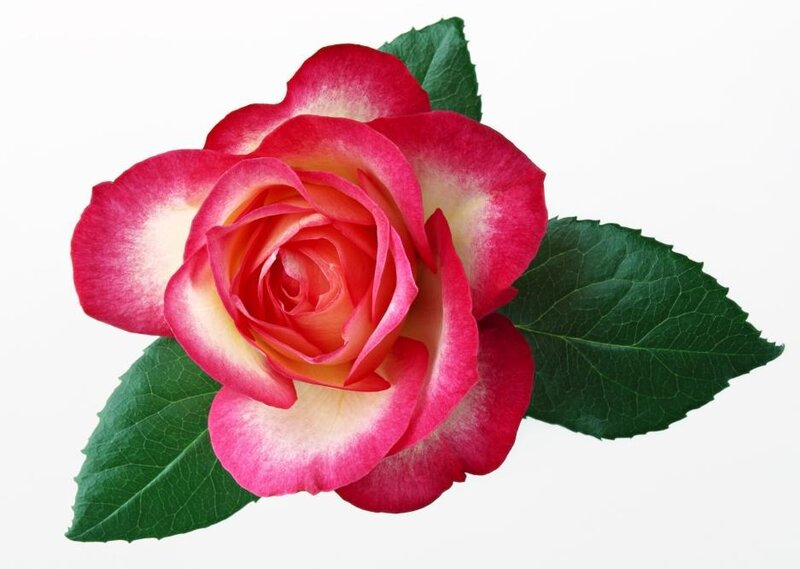 Pink and White Rose — Red, Calm