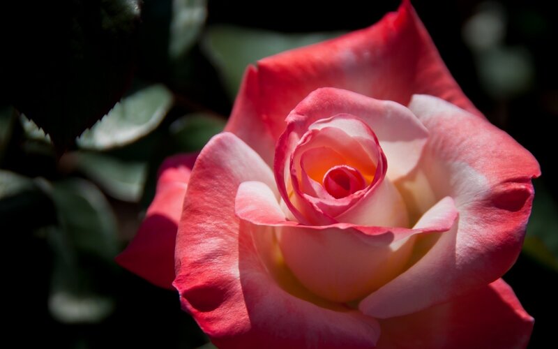 Pink and White Rose — Red, Dramatic, Afternoon