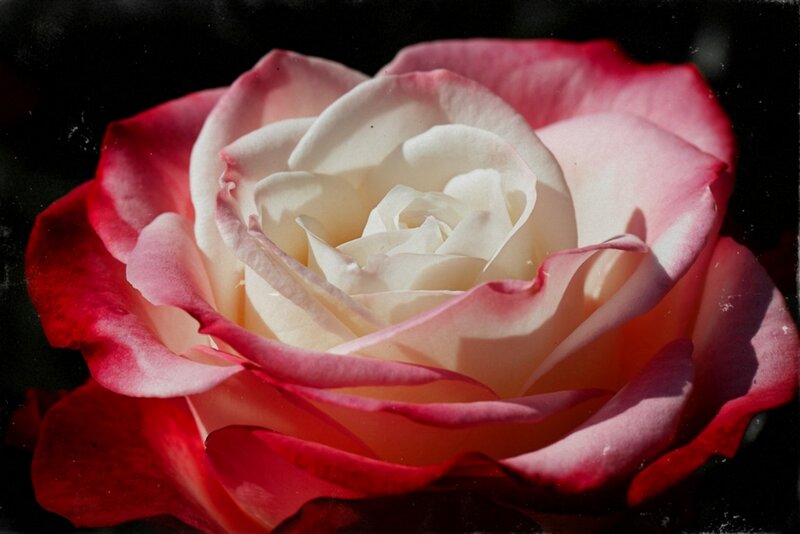 Pink and White Rose — Red, Dramatic