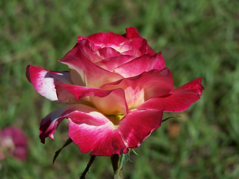 Pink and White Rose — Red, Serene, Afternoon