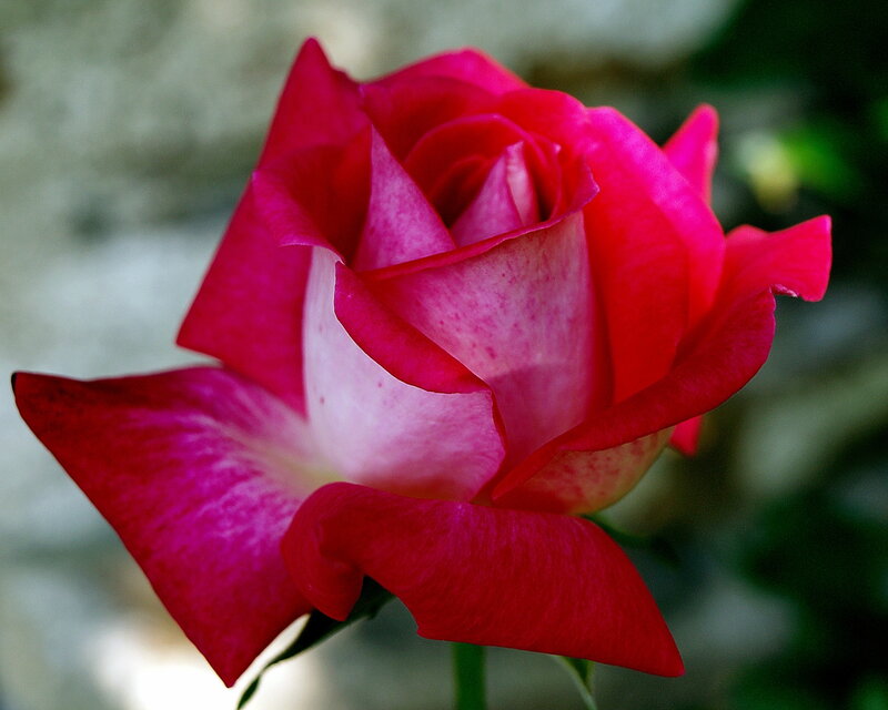 Pink and White Rose — Red, Serene, Photograph