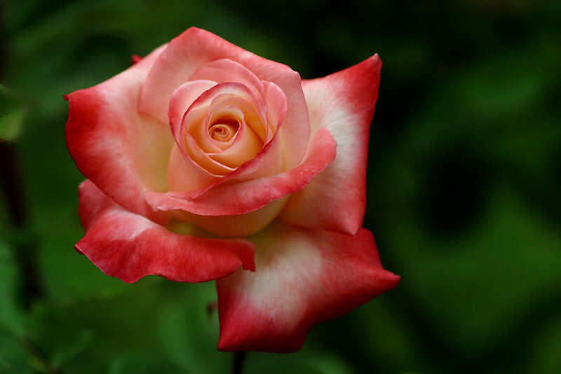 Pink and White Rose — Red, Serene