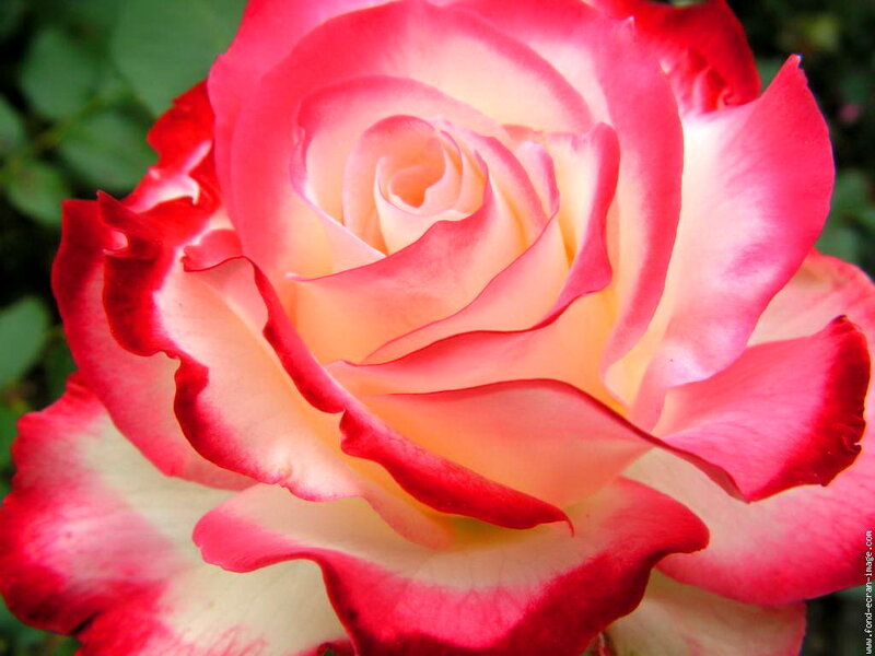 Pink and White Rose — Red